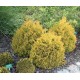 Туя західна Рейнголд Thuja occidentalis Rheingold
