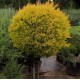 Туя західна Рейнголд Thuja occidentalis Rheingold