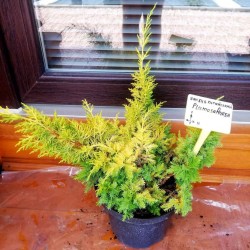 Ялівець китайський Плюмоза Аурея/Ауреа Juniperus chinensis Plumosa Aurea