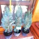 Кипарисовик Лавсона Пельтс Блю / Ван Пельтс Блю Chamaecyparis lawsoniana Pelt's Blue / Van Pelts Blue саджанці Львів