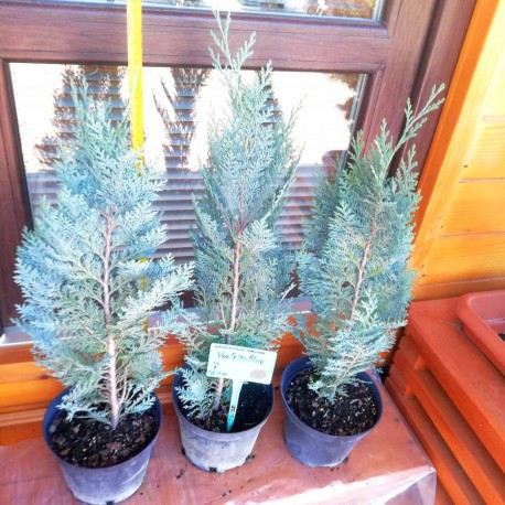 Кипарисовик Лавсона Пельтс Блю / Ван Пельтс Блю Chamaecyparis lawsoniana Pelt's Blue / Van Pelts Blue саджанці Львів