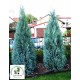Кипарисовик Лавсона Пельтс Блю / Ван Пельтс Блю Chamaecyparis lawsoniana Pelt's Blue / Van Pelts Blue саджанці Львів