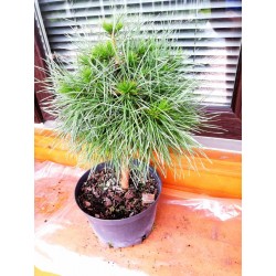 Сосна звичайна Глобоза Вiрiдiз Pinus sylvestris Globosa Viridis