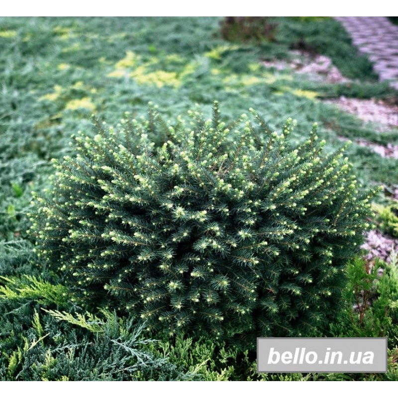 Ялина сербська Карел (Picea omorika Karel) Львів, Харків, Дніпро