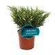 Ялівець горизонтальний Aндорра Варієгата Juniperus horizontalis Andorra Variegata
