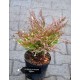 Ялівець горизонтальний Aндорра Варієгата Juniperus horizontalis Andorra Variegata