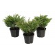 Ялівець горизонтальний Aндорра Варієгата Juniperus horizontalis Andorra Variegata