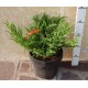 Ялівець горизонтальний Aндорра Варієгата Juniperus horizontalis Andorra Variegata