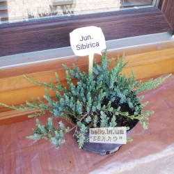 Ялівець Сибірський Juniperus Sibirica