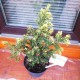 Тис ягідний Елегантіссіма Taxus baccata Elegantissima