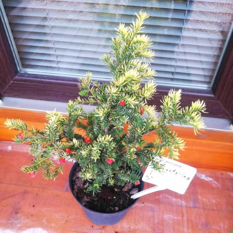 Тис ягідний Елегантіссіма Taxus baccata Elegantissima