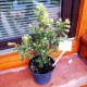 Тис ягідний Елегантіссіма Taxus baccata Elegantissima