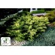 Тис ягідний Елегантіссіма Taxus baccata Elegantissima
