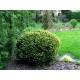 Тис ягідний Елегантіссіма Taxus baccata Elegantissima