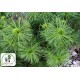 Сосна густоквiткова Жан Клаус Pinus densiflora Jane Kluis