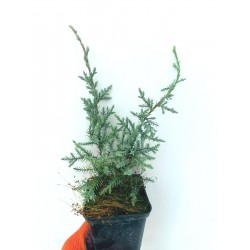 Ялівець лускатий Холгер juniperus squamata Holger Можжевельник чешуйчатый