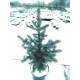 Ялина колюча блакитна Глаука Picea pungens Glauca