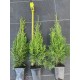 Туя західна Смарагд Thuja Smaragd Львів, Одеса, Київ, Харків