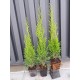 Туя західна Смарагд Thuja Smaragd Львів, Одеса, Київ, Харків