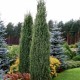 Ялівець звичайний Хіберніка Hibernica