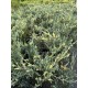 Ялівець горизонтальний Варієгата  Juniperus horizontalis Variegata