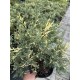 Ялівець горизонтальний Варієгата  Juniperus horizontalis Variegata