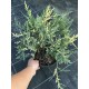 Ялівець горизонтальний Варієгата  Juniperus horizontalis Variegata