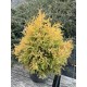 Туя західна Рейнголд Thuja occidentalis Rheingold