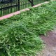 Ялівець горизонтальний Джейд Рівер Juniperus horizontalis Jade River
