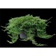 Ялівець горизонтальний Джейд Рівер Juniperus horizontalis Jade River