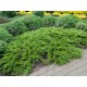 Ялівець горизонтальний Джейд Рівер Juniperus horizontalis Jade River