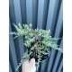 Ялівець горизонтальний Джейд Рівер Juniperus horizontalis Jade River