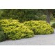 Ялівець середній Шерідан Голд  Juniperus pfitzeriana Sheridan Gold