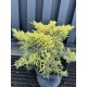 Ялівець середній Шерідан Голд  Juniperus pfitzeriana Sheridan Gold