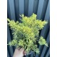 Ялівець середній Шерідан Голд  Juniperus pfitzeriana Sheridan Gold