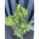 Ялівець середній / пфітцеріана Мінт Джулеп Juniperus media / pfitzeriana Mint Julep