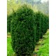 Тис середній Хіксі  Taxus media Hicksii