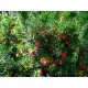 Тис середній Хіксі  Taxus media Hicksii