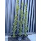 Тис середній Хіксі  Taxus media Hicksii