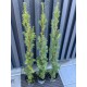 Тис середній Хіксі  Taxus media Hicksii
