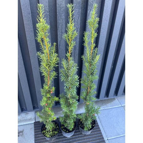 Тис середній Хіксі  Taxus media Hicksii
