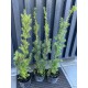 Тис середній Хіксі  Taxus media Hicksii