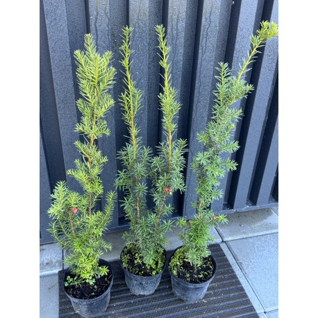 Тис середній Хіксі  Taxus media Hicksii