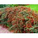 Кизильник горизонтальний Cotoneaster horizontalis