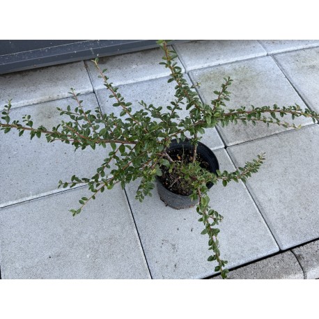 Кизильник горизонтальний Cotoneaster horizontalis