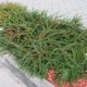 Кизильник горизонтальний Cotoneaster horizontalis