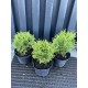 Туя західна Даніка  (Thuja occidentalis Danica)