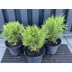 Туя західна Даніка  (Thuja occidentalis Danica)