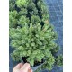 Ялина звичайна / європейська Олендорфі Picea abies Ohlendorffii