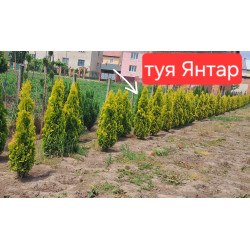 Туя західна Янтар Jantar Львів